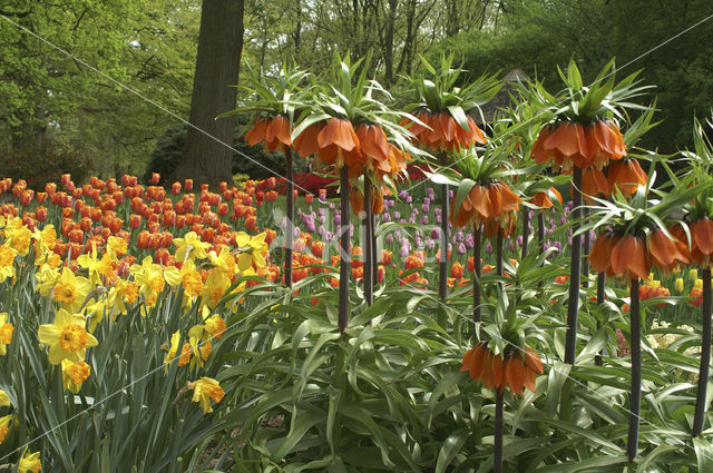 Crown Imperial (Fritillaria imperialis)