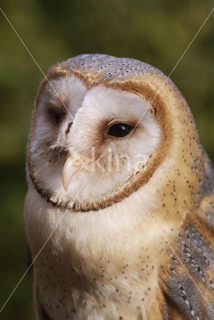 Barn Owl (Tyto alba)