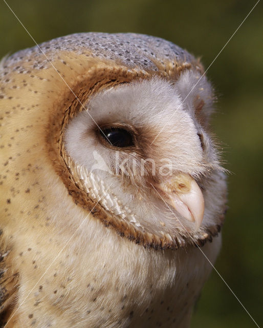 Barn Owl (Tyto alba)