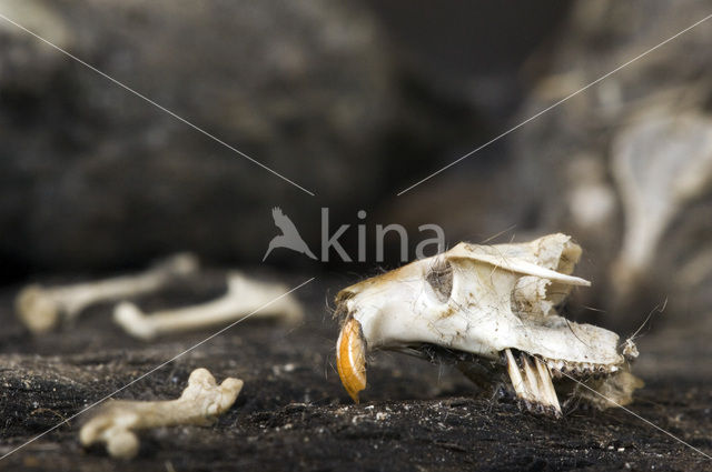 Kerkuil (Tyto alba)