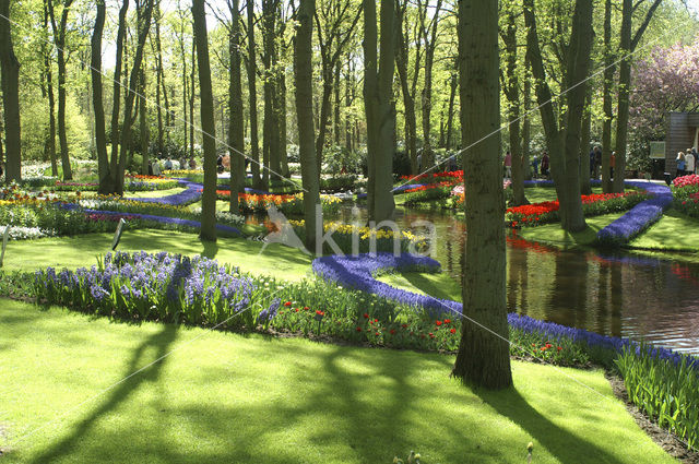 Keukenhof