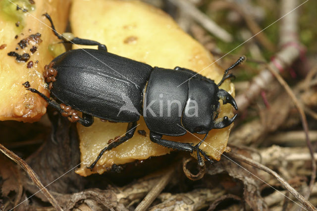 Small Stag Beetle (Dorcus parallelipipedus)