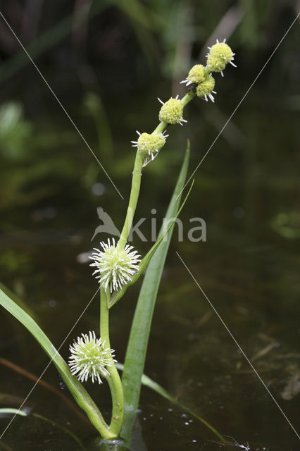 Kleine egelskop (Sparganium emersum)