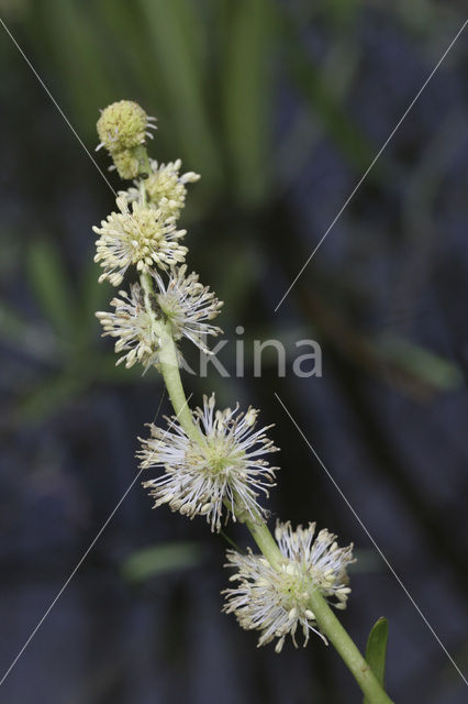 Kleine egelskop (Sparganium emersum)