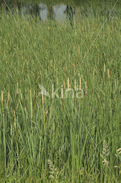 Lesser Bulrush (Typha angustifolia)