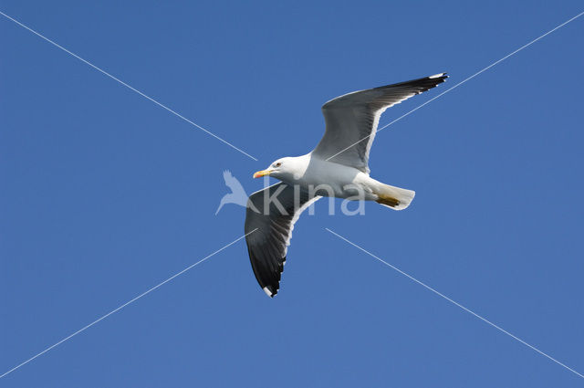 Kleine Mantelmeeuw (Larus fuscus)