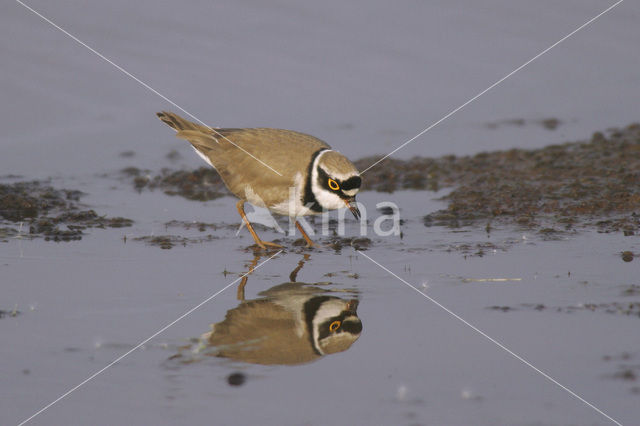 Kleine Plevier (Charadrius dubius)