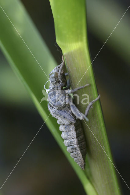 Green-eyed Hooktail (Onychogomphus forcipatus)