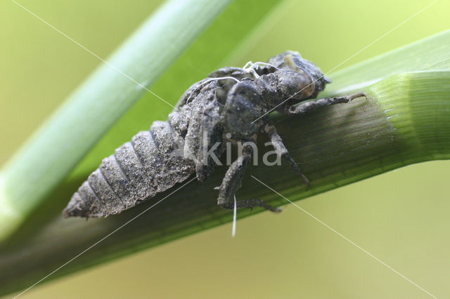 Kleine tanglibel (Onychogomphus forcipatus)
