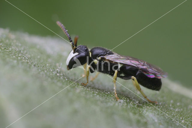 Kleine tuinmaskerbij (Hylaeus pictipes)