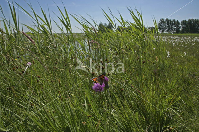 Kleine vos (Aglais urticae)