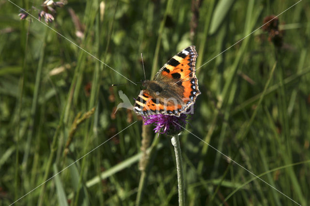 Kleine vos (Aglais urticae)