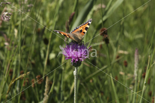 Small Tortoiseshell (Aglais urticae)