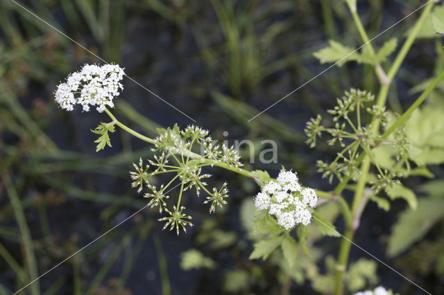 Lesser Waterparsnip