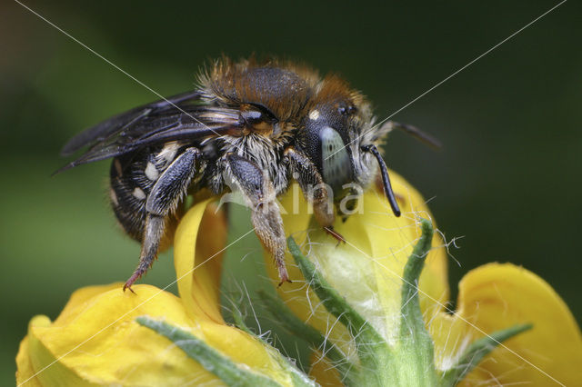 Kleine wolbij (Anthidium punctatum)