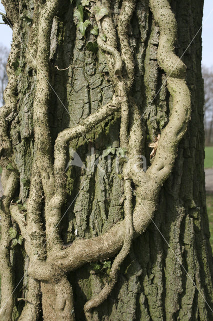 Common ivy (Hedera helix)