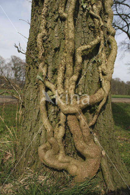 Common ivy (Hedera helix)