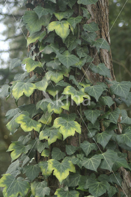 Common ivy (Hedera helix)