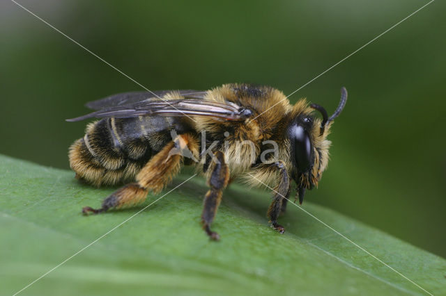 Klokjesdikpoot (Melitta haemorrhoidalis)