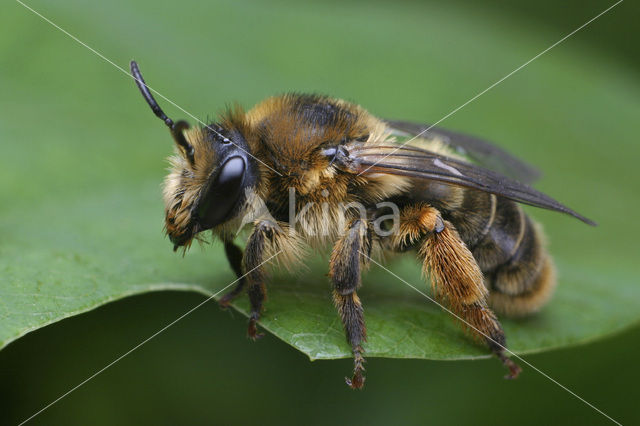 Klokjesdikpoot (Melitta haemorrhoidalis)