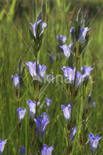 Klokjesgentiaan (Gentiana pneumonanthe)