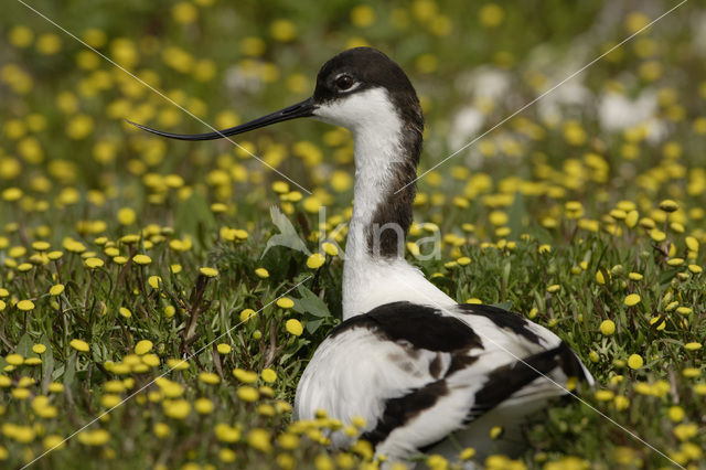 Pied Avocet (Recurvirostra avosetta)