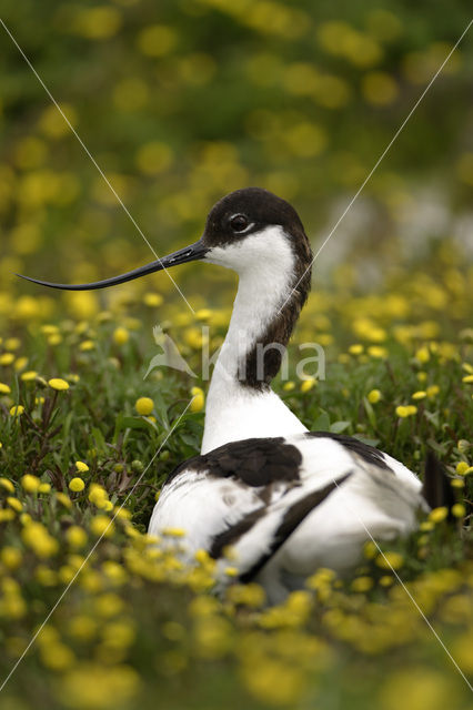 Pied Avocet (Recurvirostra avosetta)