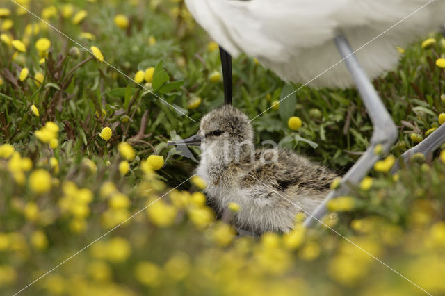 Pied Avocet (Recurvirostra avosetta)