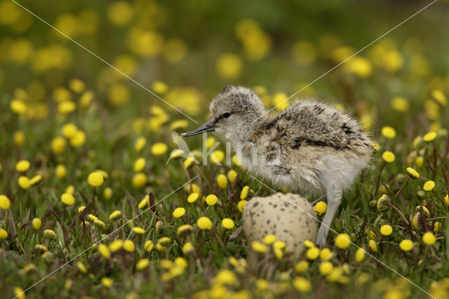 Pied Avocet (Recurvirostra avosetta)