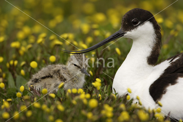 Pied Avocet (Recurvirostra avosetta)