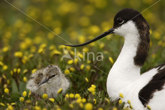 Pied Avocet (Recurvirostra avosetta)