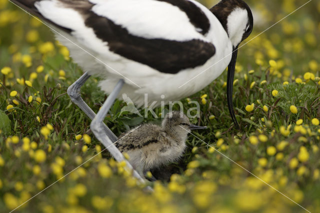 Pied Avocet (Recurvirostra avosetta)