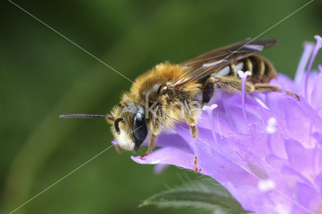 mining bee (Andrena hattorfiana)