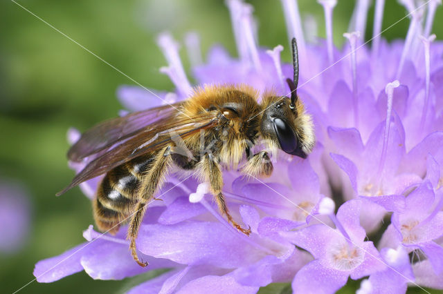 Knautiabij (Andrena hattorfiana)