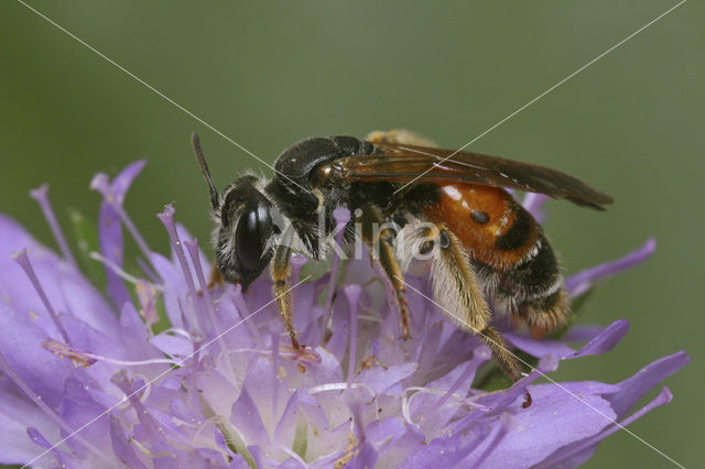 Knautiabij (Andrena hattorfiana)