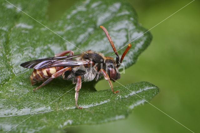 Knautiawespbij (Nomada armata)