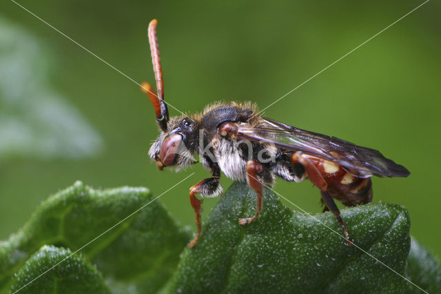 Wasp-bee (Nomada armata)