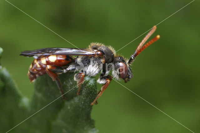 Wasp-bee (Nomada armata)