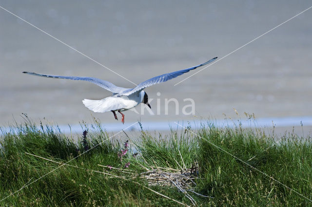 Black-headed Gull (Larus ridibundus)