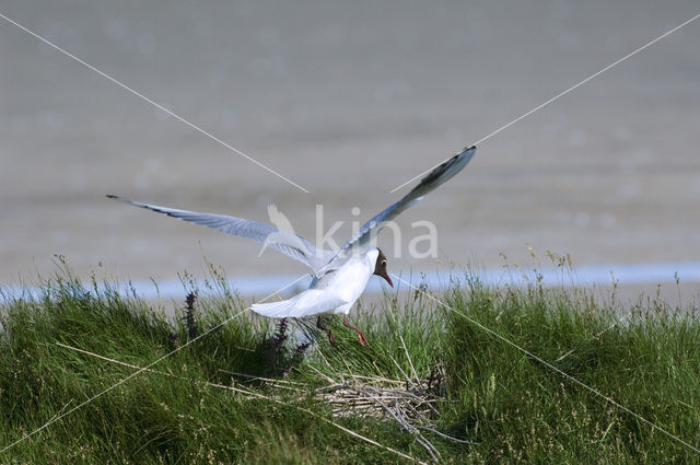 Black-headed Gull (Larus ridibundus)