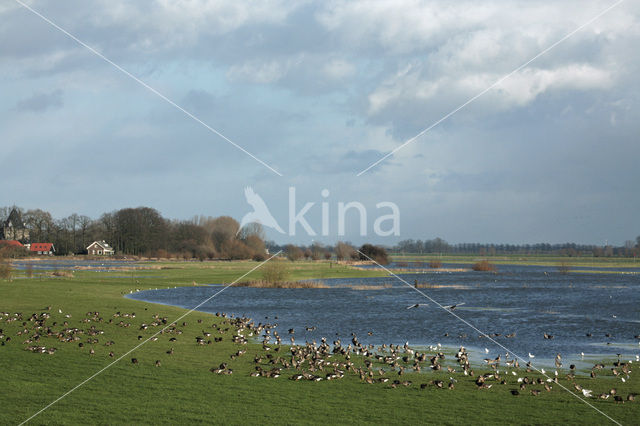 White-fronted goose (Anser albifrons)