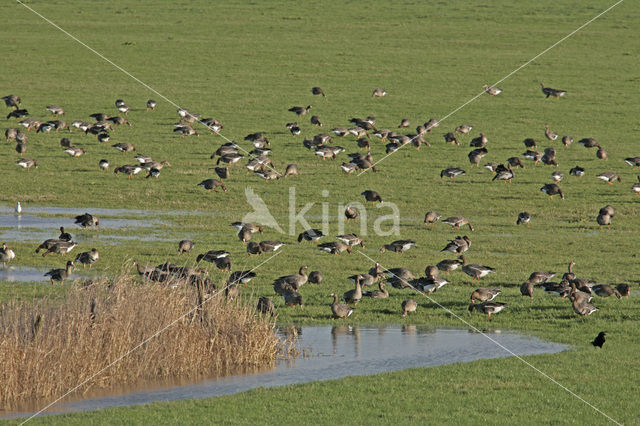 White-fronted goose (Anser albifrons)