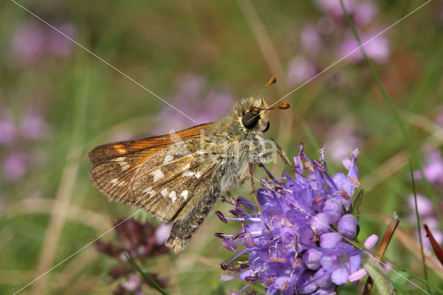 Silver-spotted Skipper (Hesperia comma)