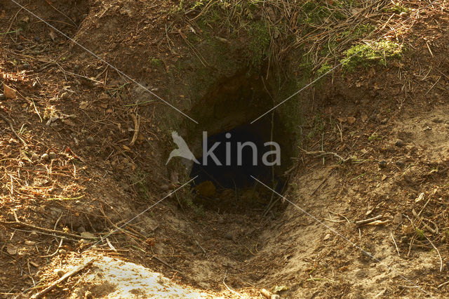 Rabbit (Oryctolagus cuniculus)