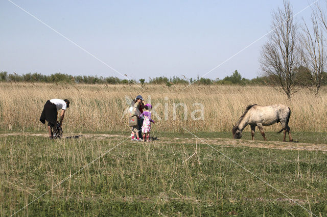 Konik horse (Equus spp)