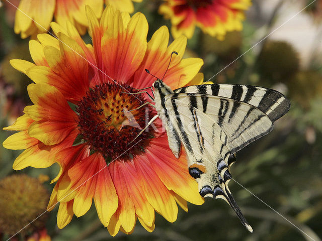 Scarce Swallowtail (Iphiclides podalirius)