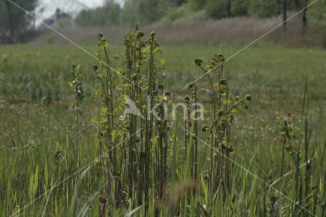 Koningsvaren (Osmunda regalis)