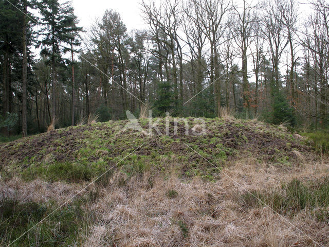 Koninklijke houtvesterij het Loo