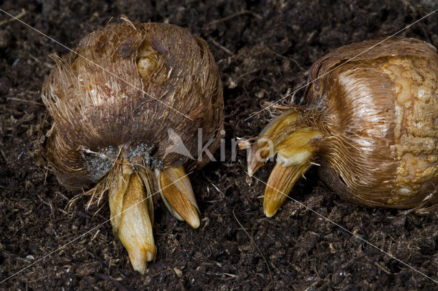 Krokus (Crocus spec.)