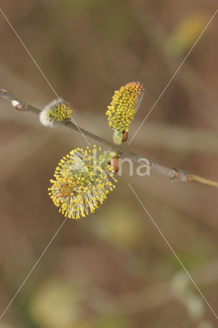 Creeping Willow (Salix repens)